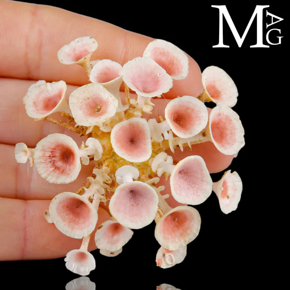 Goniocidaris Clypeata – Deep-sea Sea Urchin